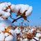Cotton Duty Waiver Lifts Textile Stocks, But US Tariffs Cast Long Shadow