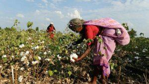 Cotton Stocks Rally: Vardhman Textile, Gokaldas Exports, Welspun Living, Ambika Cotton Mills, Indo Count Industries Share Price Gain