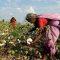 Cotton Stocks Rally: Vardhman Textile, Gokaldas Exports, Welspun Living, Ambika Cotton Mills, Indo Count Industries Share Price Gain