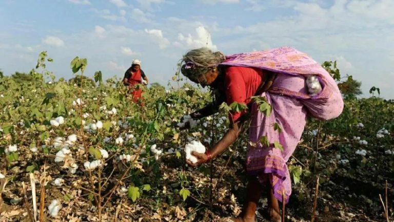 Cotton Stocks Rally: Vardhman Textile, Gokaldas Exports, Welspun Living, Ambika Cotton Mills, Indo Count Industries Share Price Gain
