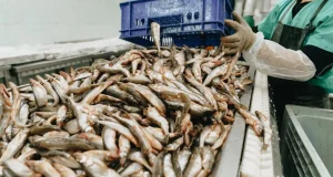 Seafood Stocks Rally: Apex Frozen Foods, Zeal Aqua, Avanti Feeds, Waterbase, and Coastal Corp Shine in Today’s Market