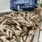 Seafood Stocks Rally: Apex Frozen Foods, Zeal Aqua, Avanti Feeds, Waterbase, and Coastal Corp Shine in Today’s Market