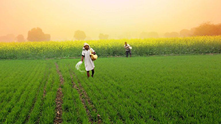 Fertiliser Stocks Rally as Government Ensures Supply Amid Rising Demand