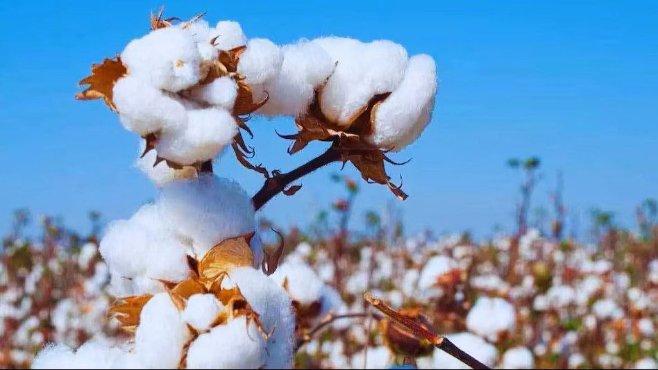 Cotton Duty Waiver Lifts Textile Stocks, But US Tariffs Cast Long Shadow