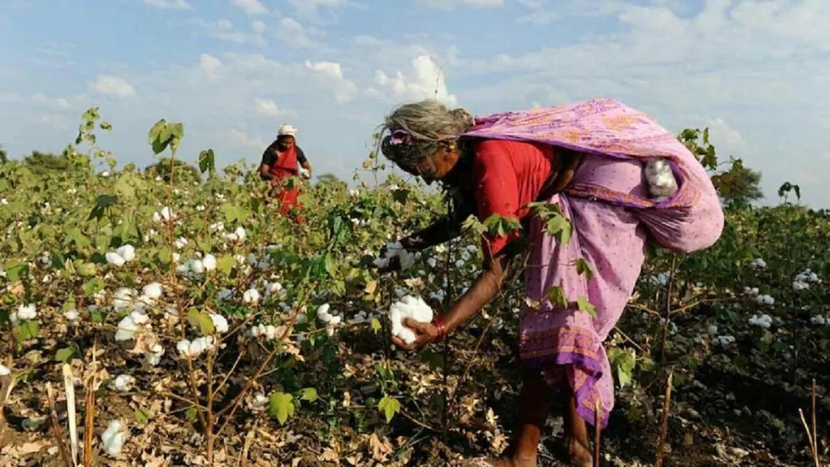 Cotton Stocks Rally: Vardhman Textile, Gokaldas Exports, Welspun Living, Ambika Cotton Mills, Indo Count Industries Share Price Gain