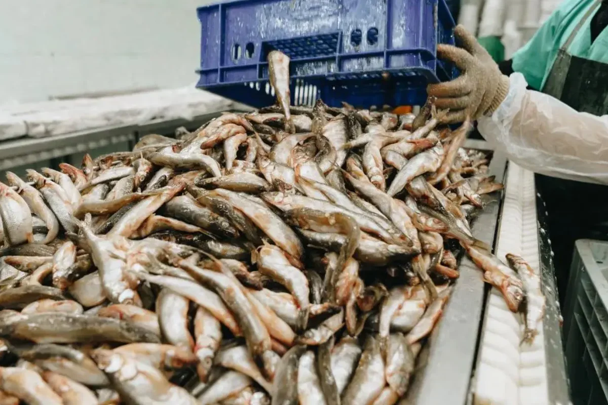 Seafood Stocks Rally: Apex Frozen Foods, Zeal Aqua, Avanti Feeds, Waterbase, and Coastal Corp Shine in Today’s Market