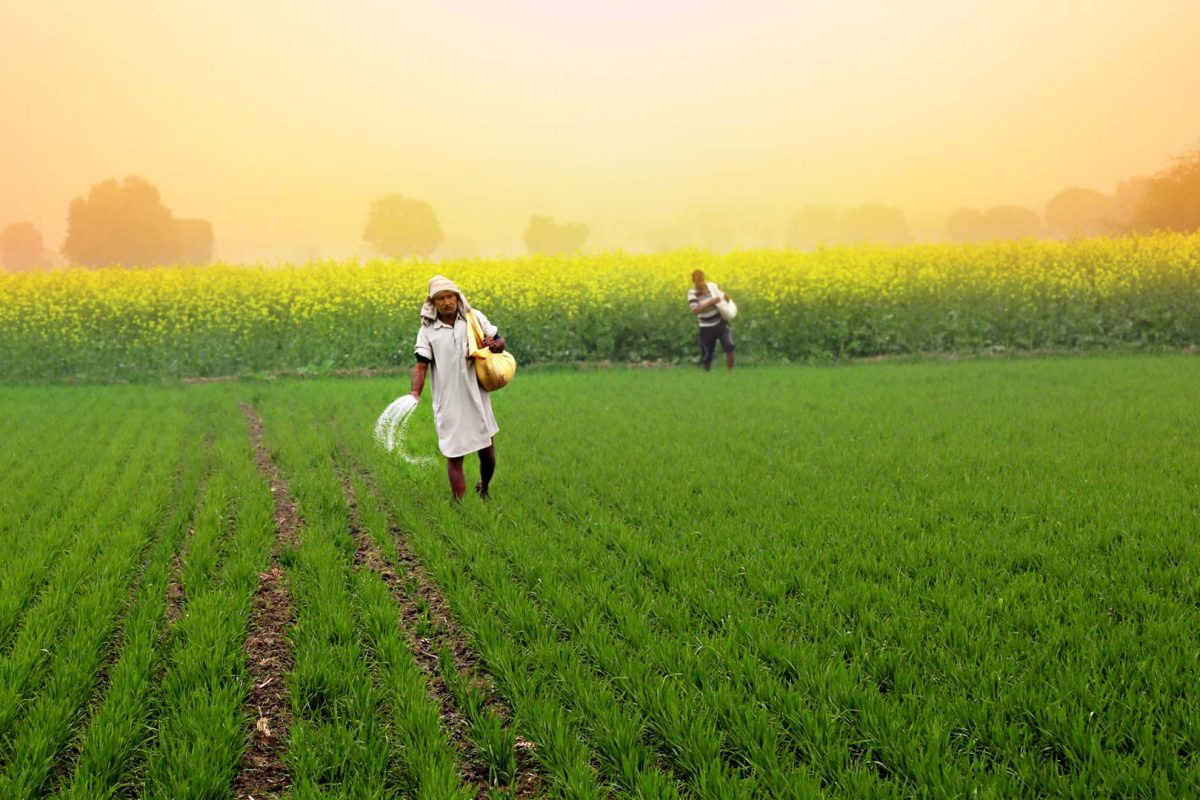 Fertiliser Stocks Rally as Government Ensures Supply Amid Rising Demand