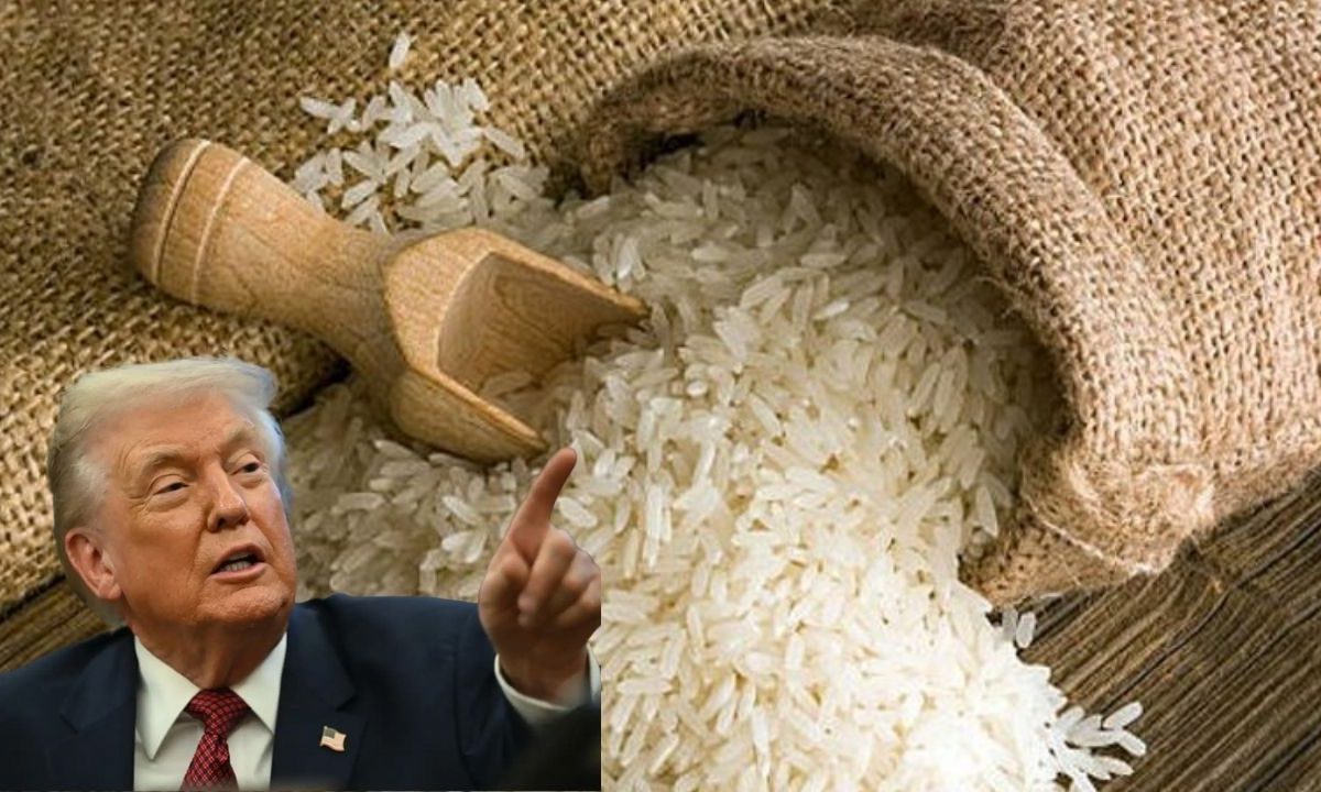 Rice Stocks Fall After US President Signals New Tariffs on Indian Imports