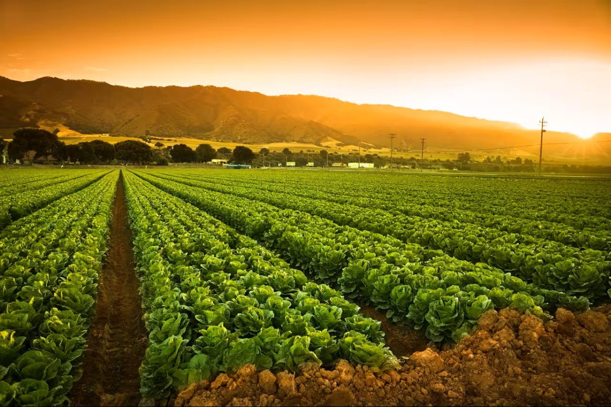 Fertilizer Stocks Crash as Qatar LNG Halt Threatens Urea Production